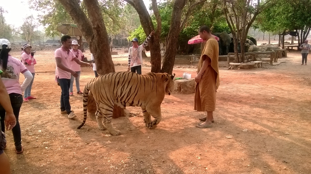Day 7 - Visited Tiger Temple With Family : Kanchanaburi, Thailand (Mar'14) 7
