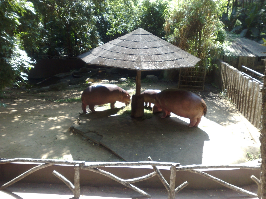 Day 2 - Visited Chiang Mai Zoo On My Birthday : Thailand (Nov'11) 15