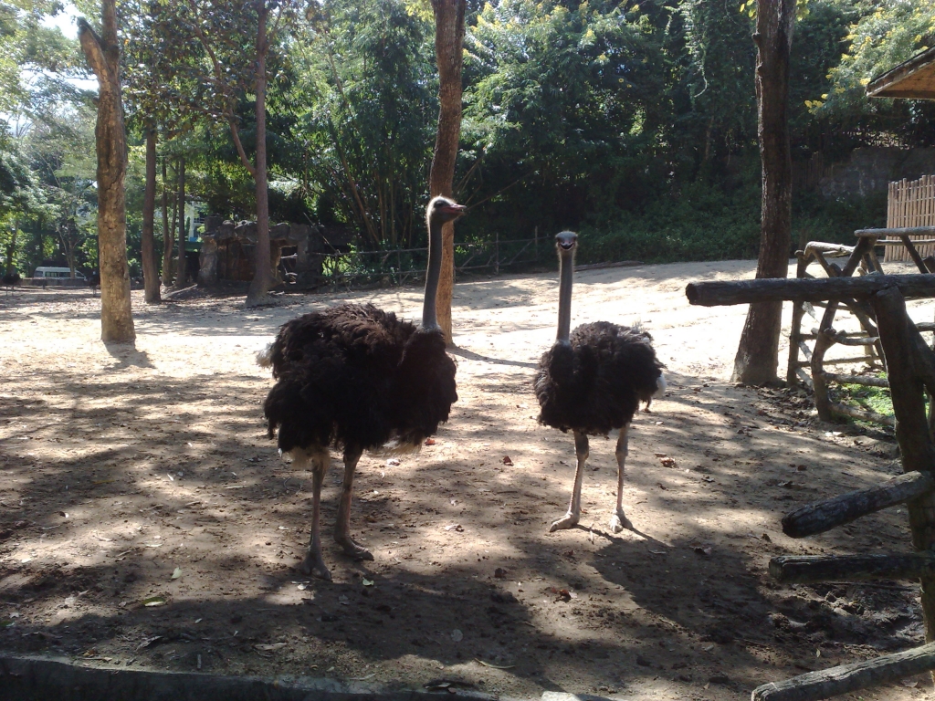 Day 2 - Visited Chiang Mai Zoo On My Birthday : Thailand (Nov'11) 9