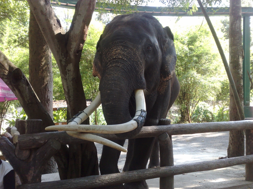 Day 2 - Visited Chiang Mai Zoo On My Birthday : Thailand (Nov'11) 8