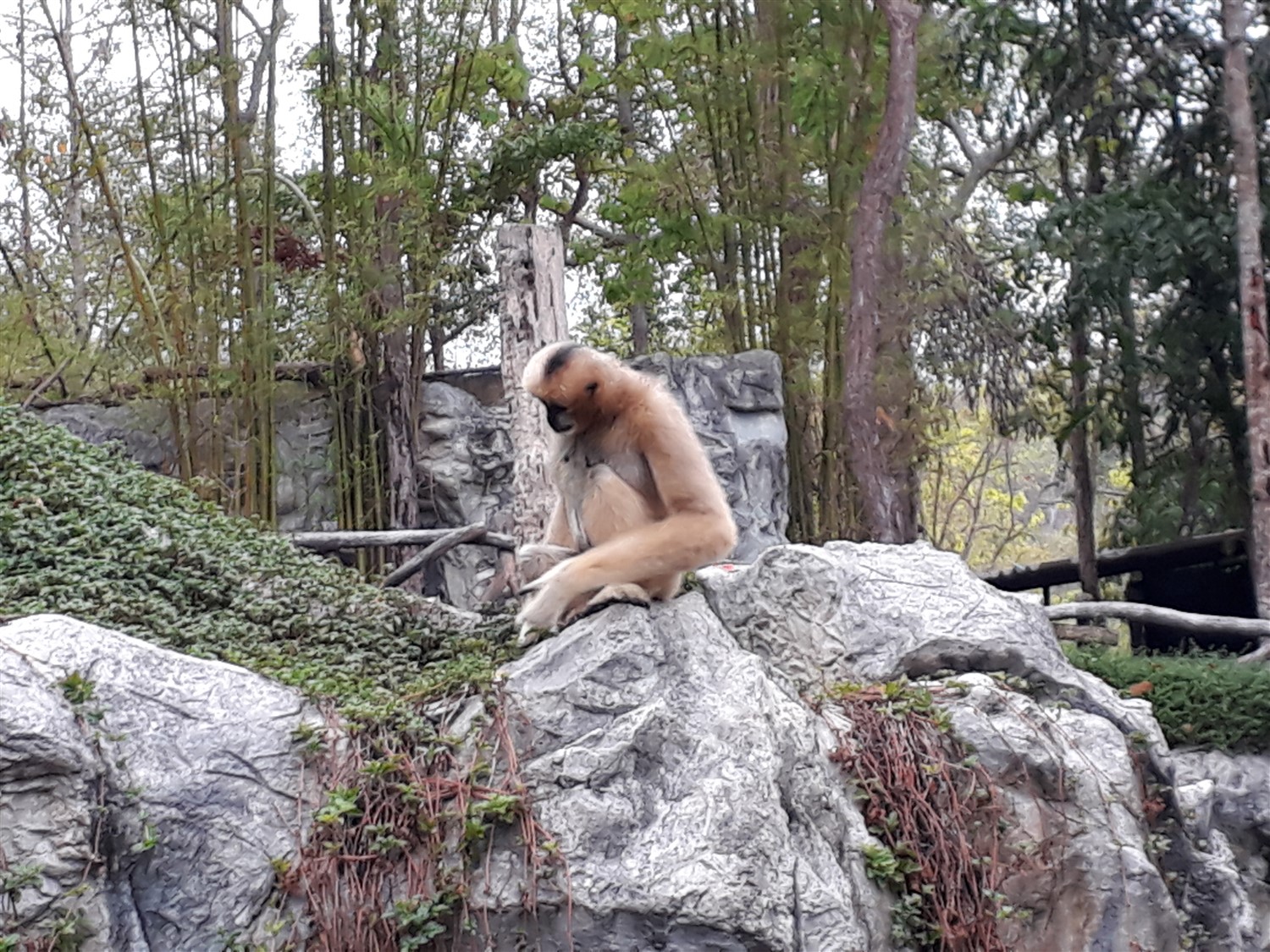 Day 4 - One Day Visit To Chiang Mai Zoo : Thailand (Apr'17) 9