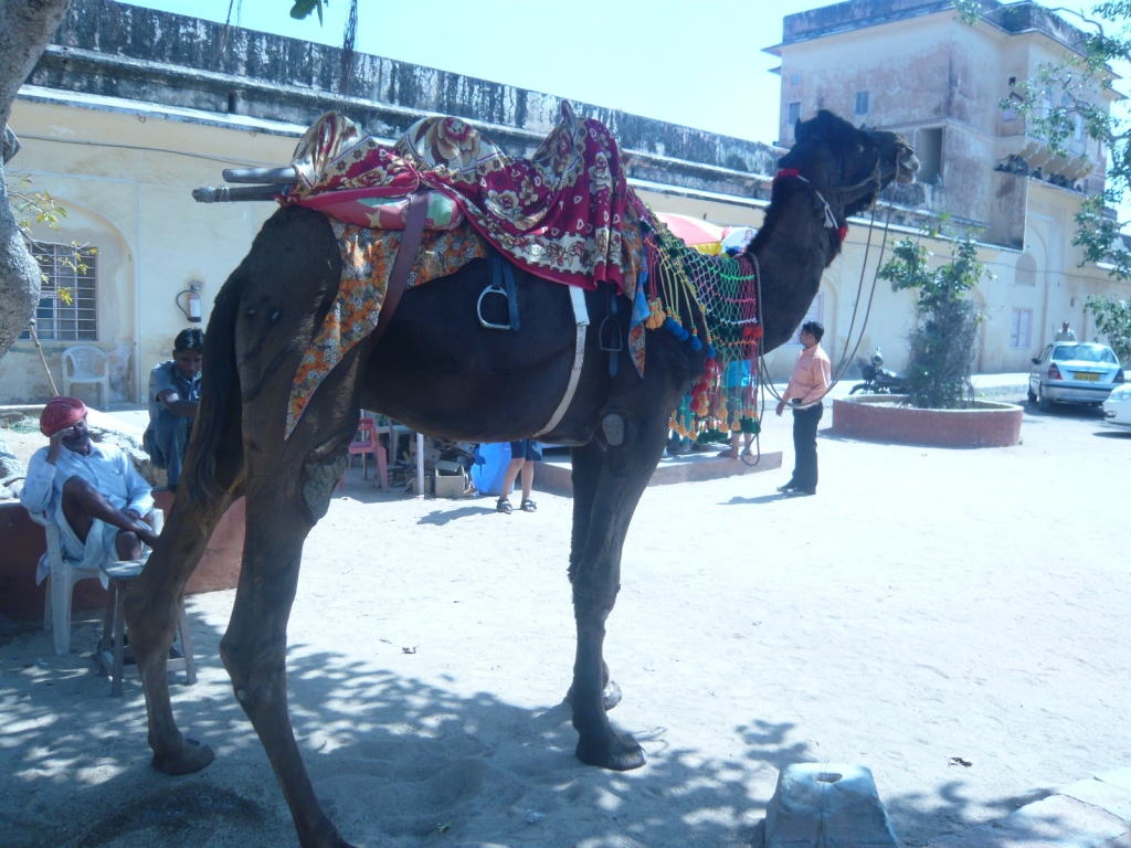 Day 4 - My Second Tour To Jaigarh Fort : Jaipur, India (Mar'11) 18