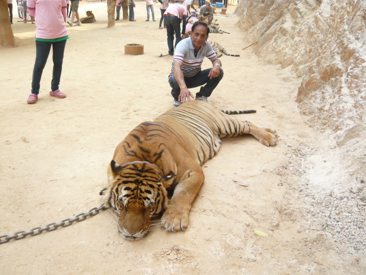 Exploring Tiger Temple : Kanchanaburi, Thailand (Mar'14) 8