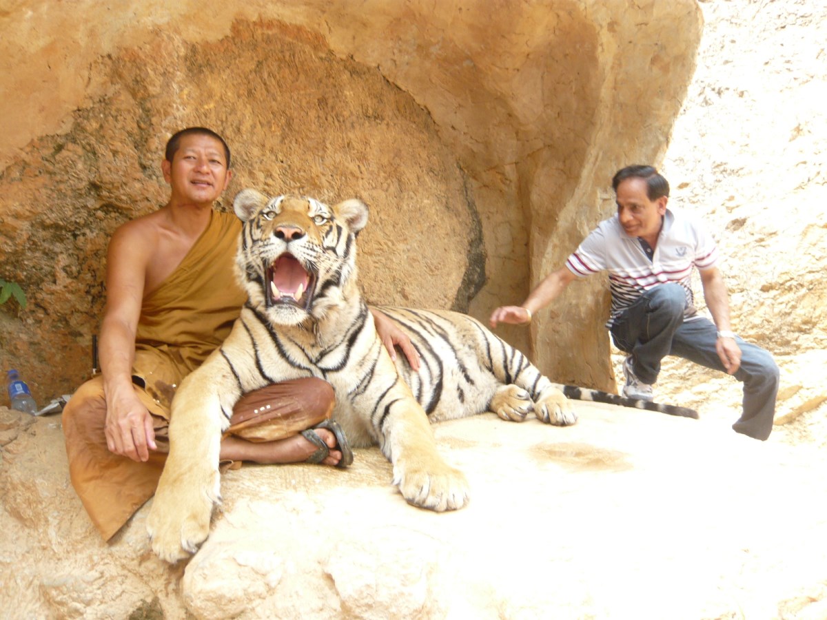 Exploring Tiger Temple : Kanchanaburi, Thailand (Mar'14) 11