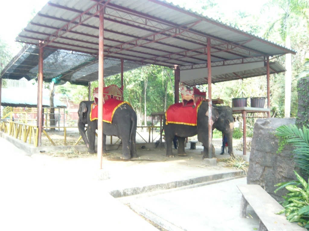 Day 6 - Visited Sriracha Zoo With Family : Sriracha, Thailand (Mar'14) 7