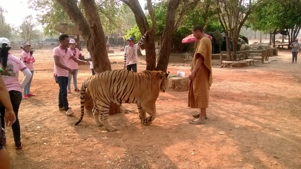 Day 7 - Visited Tiger Temple With Family : Kanchanaburi, Thailand (Mar'14) 7