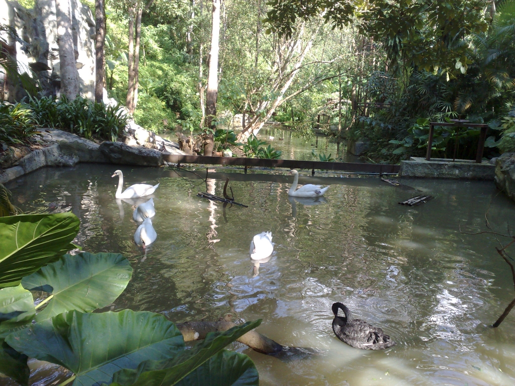 Exploring Chiang Mai Zoo : Thailand (Nov'11) 4