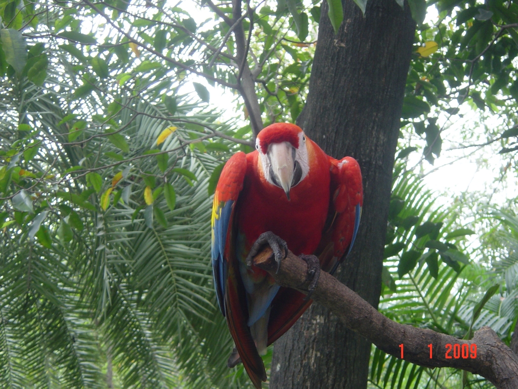 Exploring Dusit Zoo : Bangkok, Thailand (Jan'09) 18
