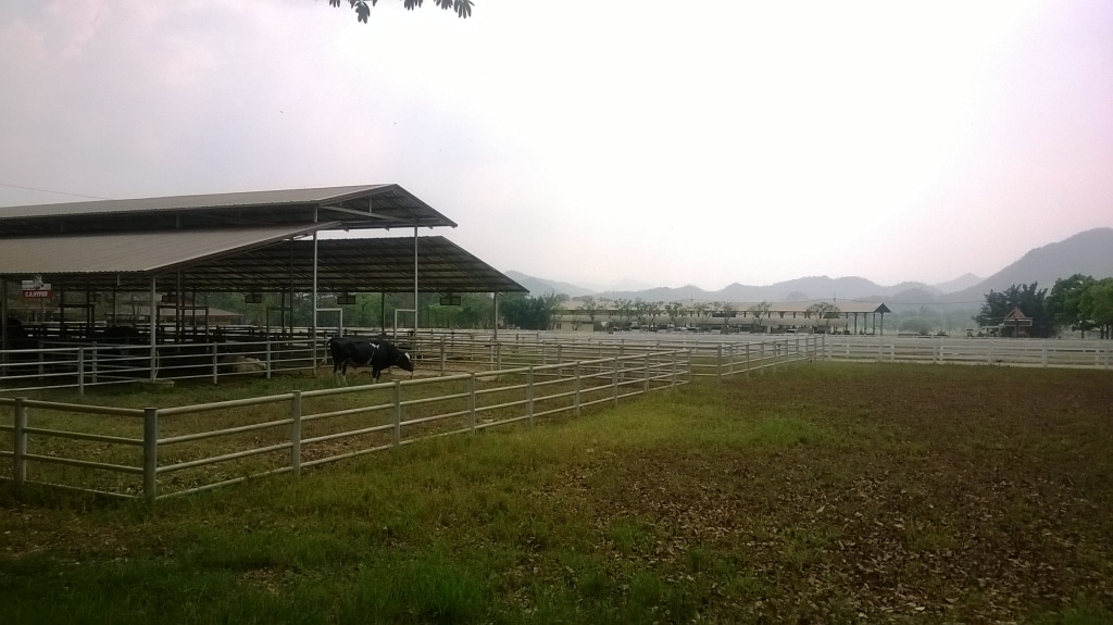 Exploring Chokchai Farm : Nakhon Ratchasima, Thailand (Mar'14) 11