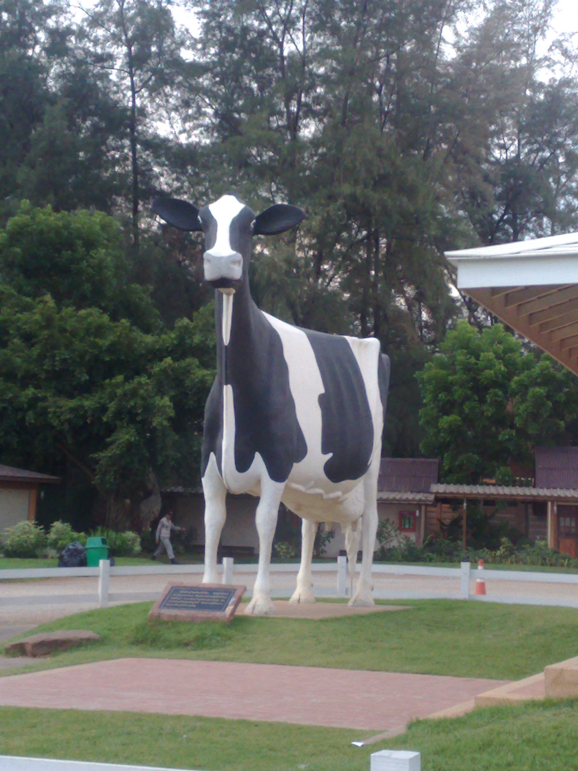 Day Trip To Chokchai Farm : Nakhon Ratchasima, Thailand (Apr'08) 8