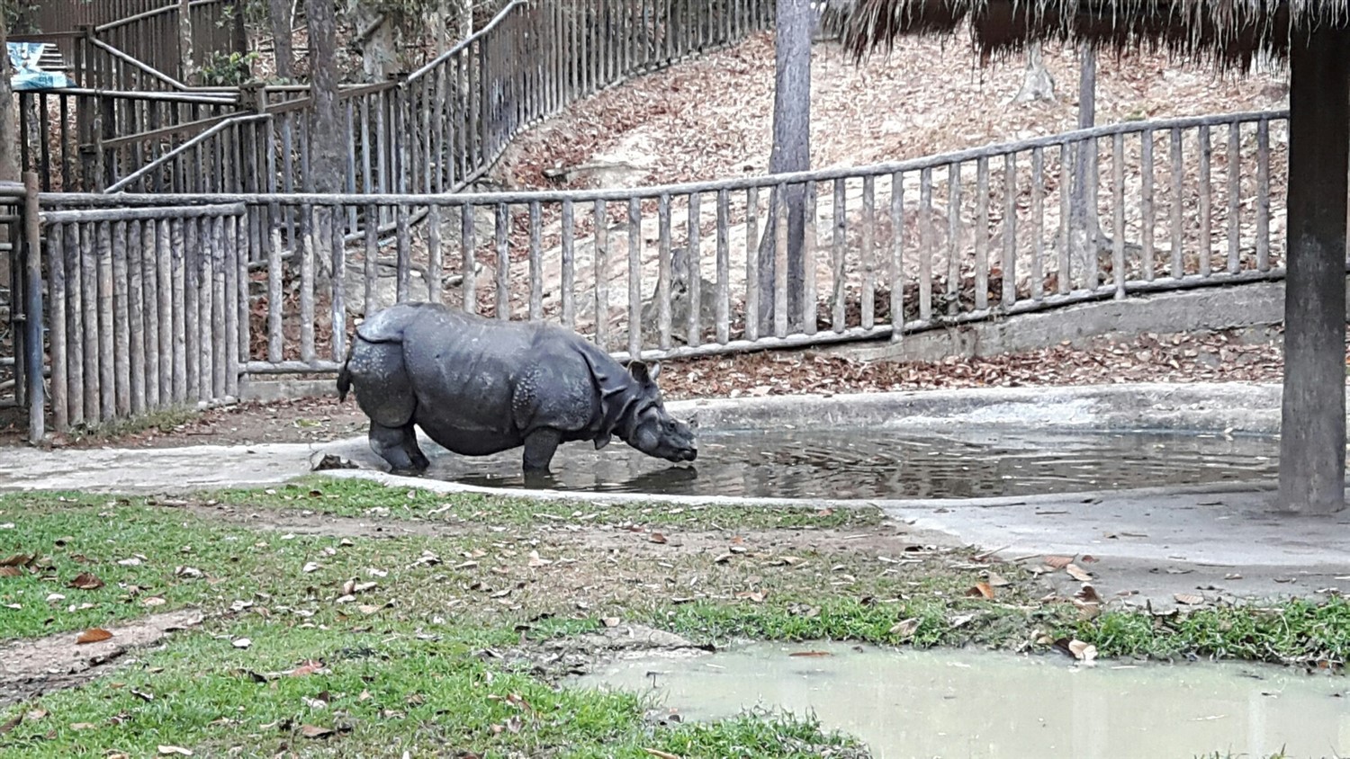 Exploring Chiang Mai Zoo, Chiang Mai : Thailand (Apr'17) 13