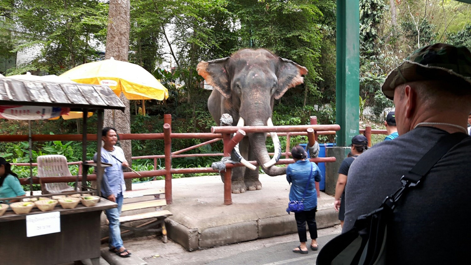 Exploring Chiang Mai Zoo, Chiang Mai : Thailand (Apr'17) 19