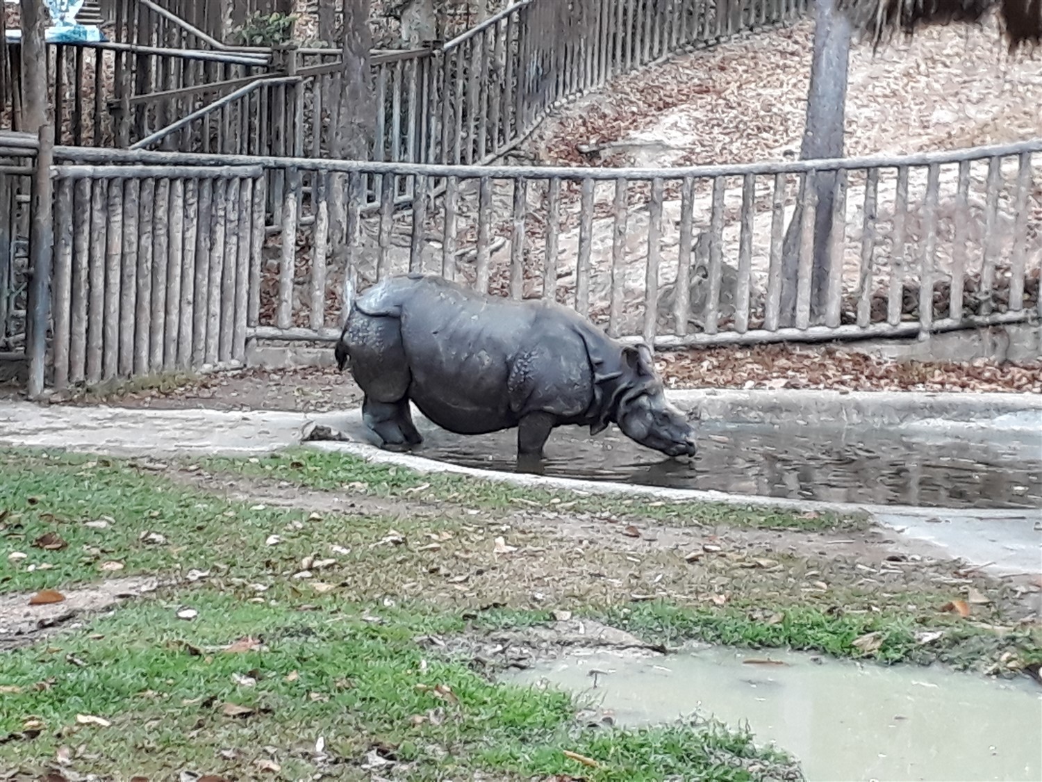 Exploring Chiang Mai Zoo, Chiang Mai : Thailand (Apr'17) 7