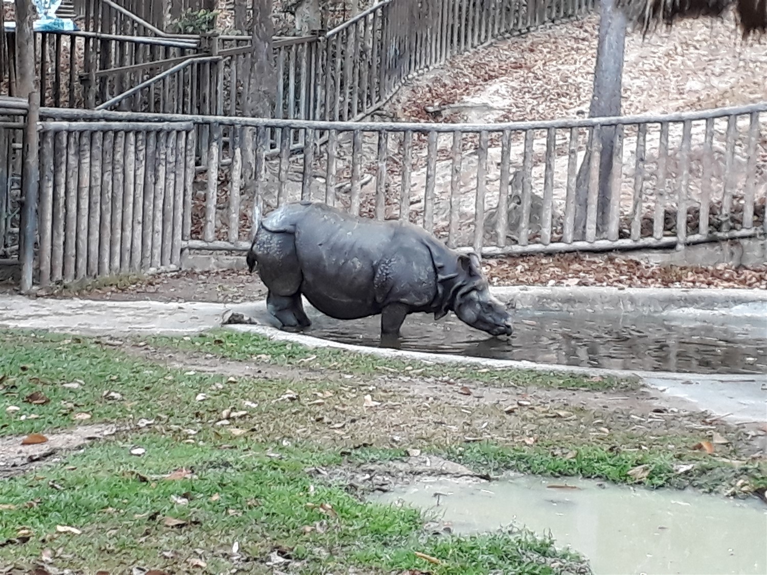 Day 4 - One Day Visit To Chiang Mai Zoo : Thailand (Apr'17) 7