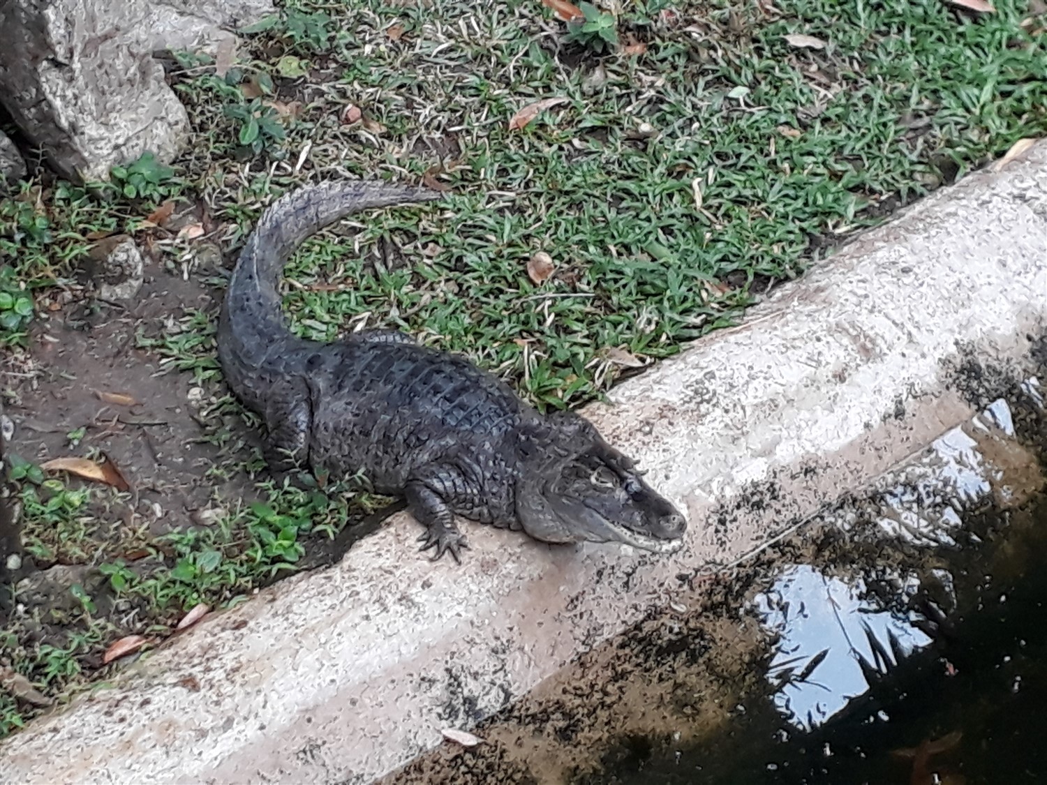 Day 4 - One Day Visit To Chiang Mai Zoo : Thailand (Apr'17) 15