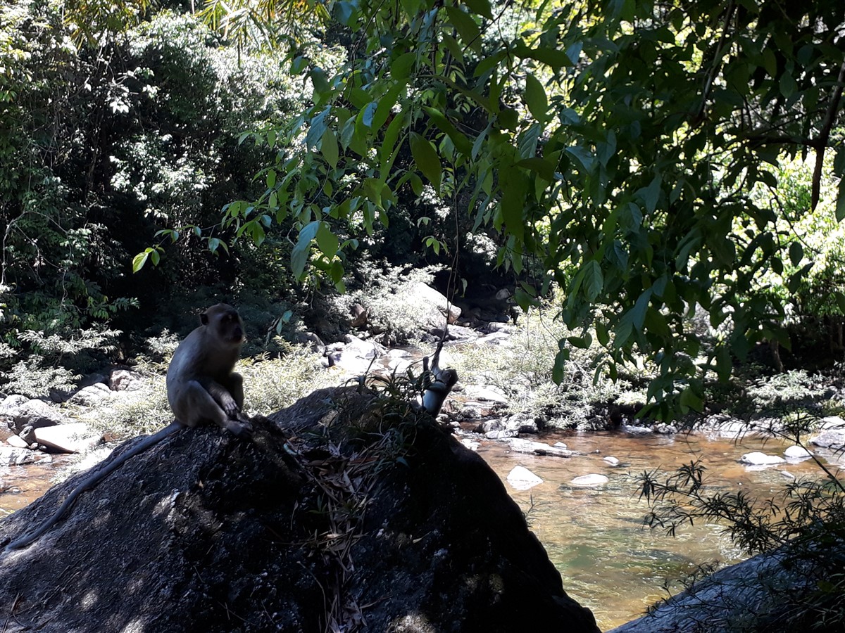 Day 2 - Jungle Trekking in Khao Sok National Park : Surat Thani, Thailand (Apr'18) 7