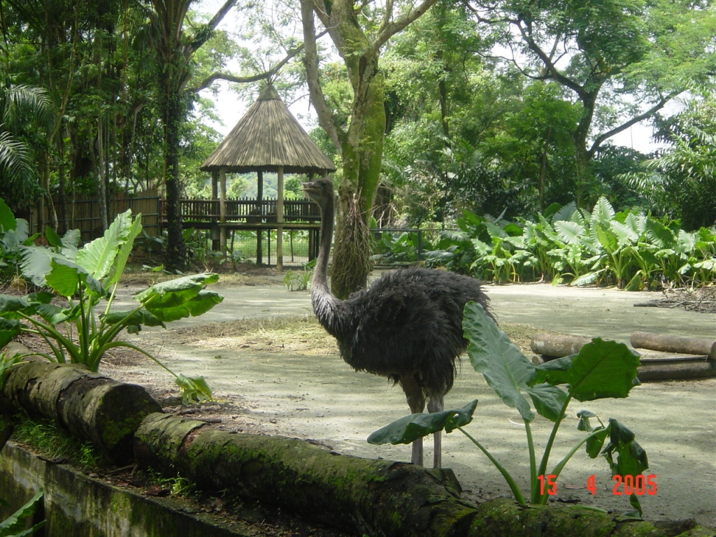 Day 3 - One Day Trip To Singapore Zoo : Singapore (Apr’05) 10