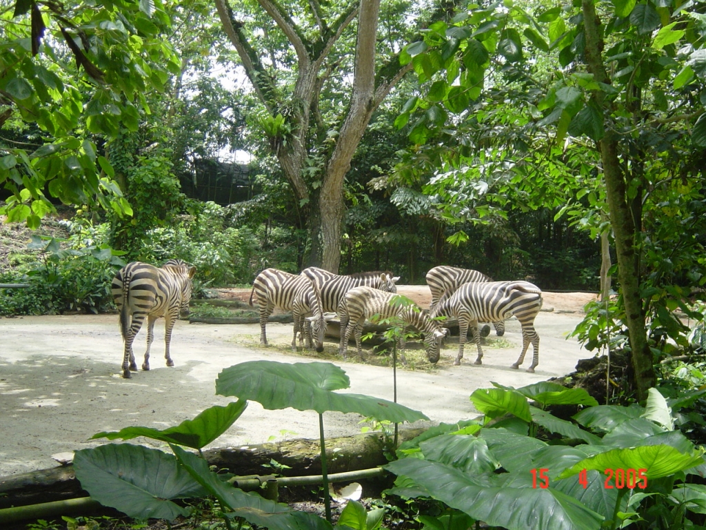 Day 3 - One Day Trip To Singapore Zoo : Singapore (Apr’05) 9