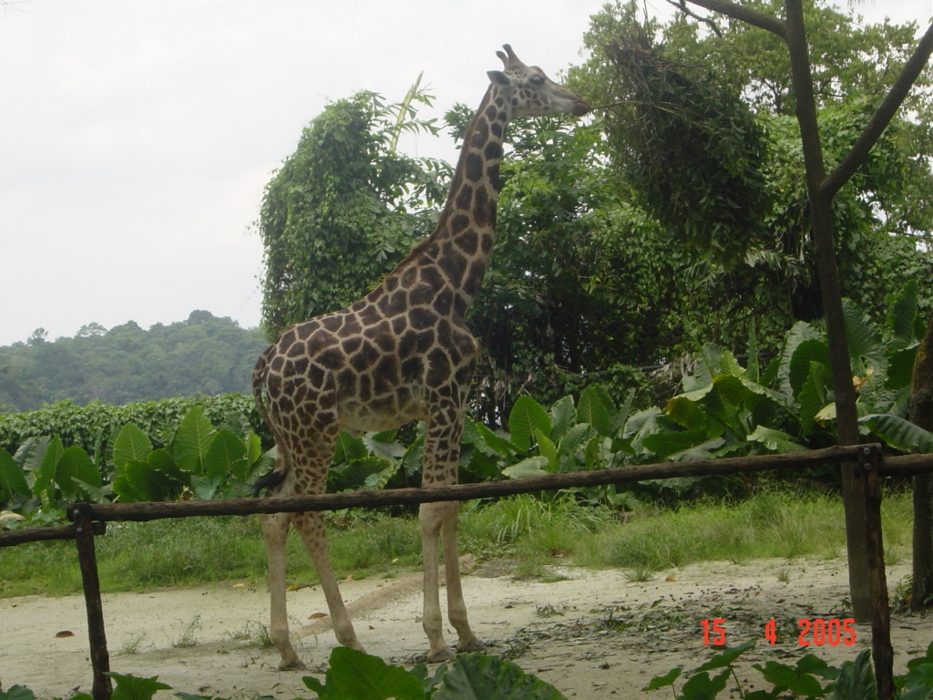 Exploring Singapore Zoo : Singapore (Apr’05) 13