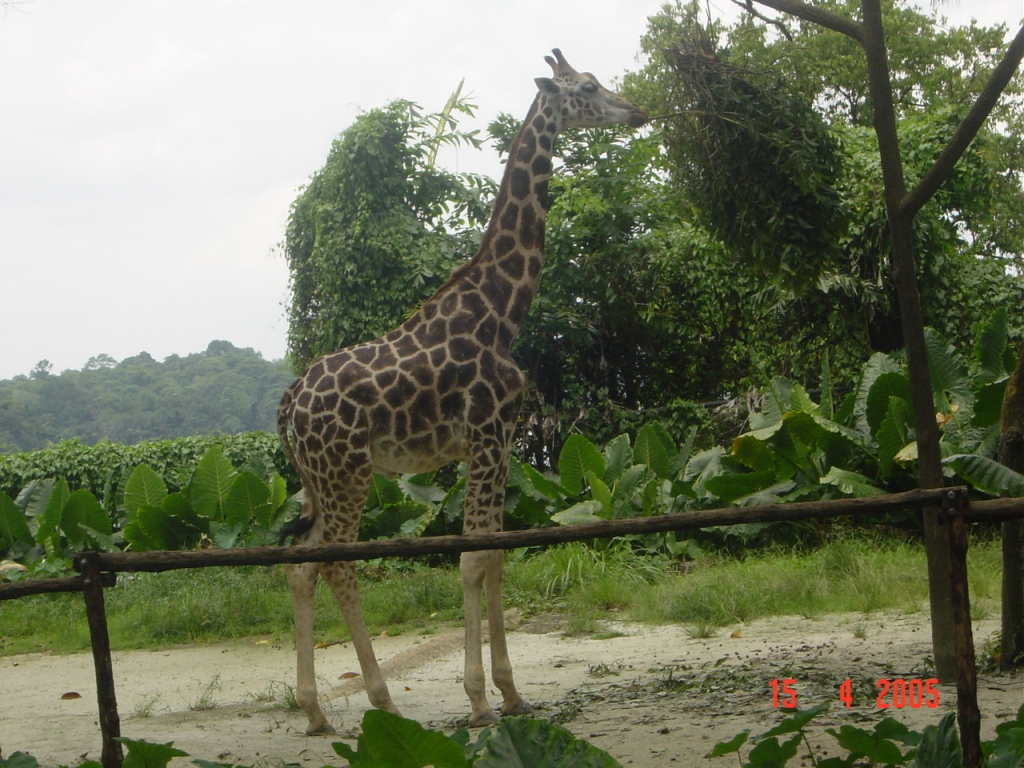 Day 3 - One Day Trip To Singapore Zoo : Singapore (Apr’05) 11