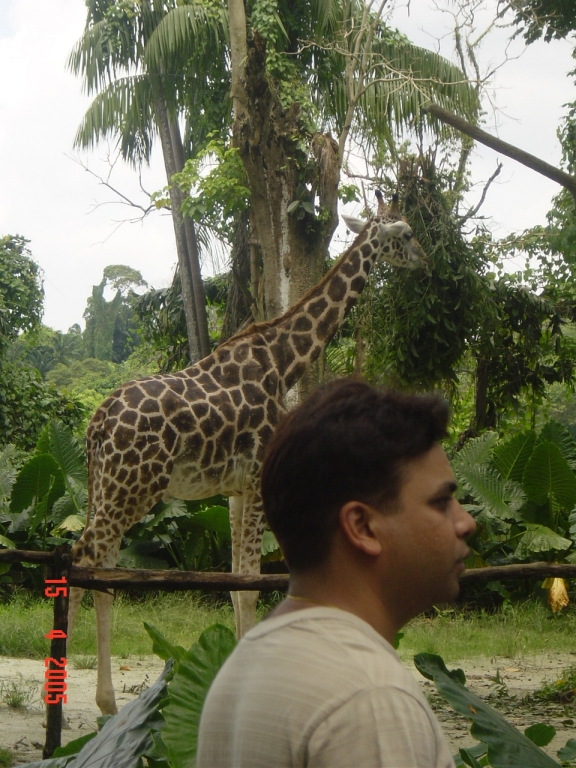 Day 3 - One Day Trip To Singapore Zoo : Singapore (Apr’05) 5