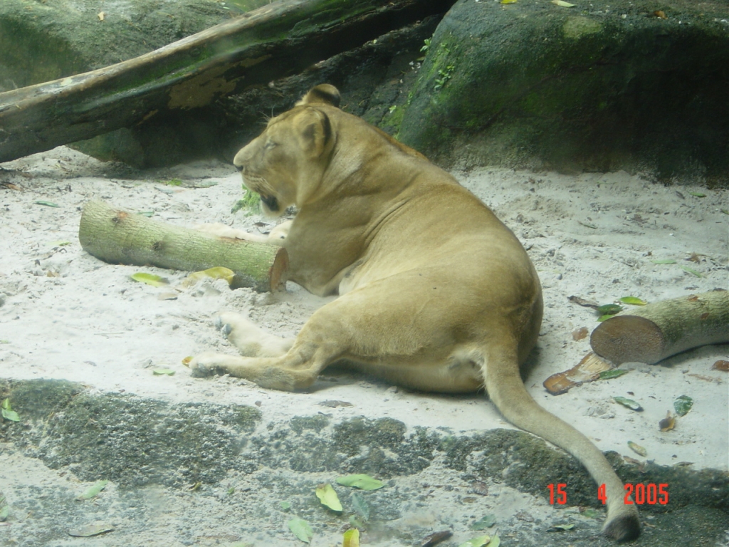 Day 3 - One Day Trip To Singapore Zoo : Singapore (Apr’05) 8