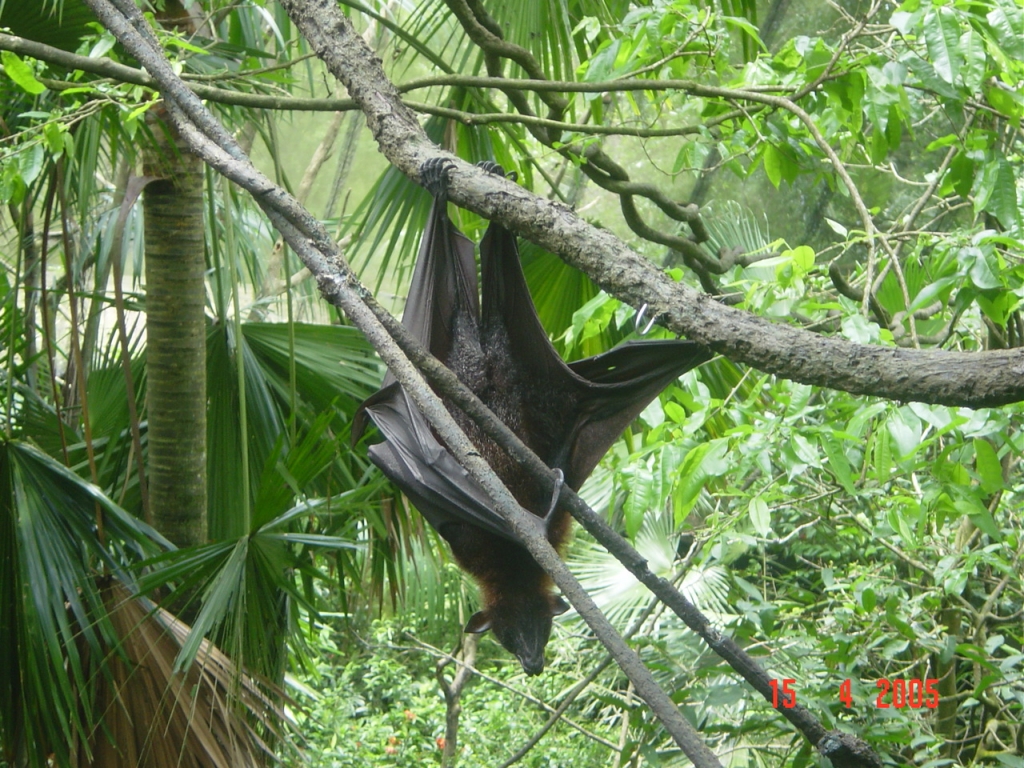 Day 3 - One Day Trip To Singapore Zoo : Singapore (Apr’05) 7