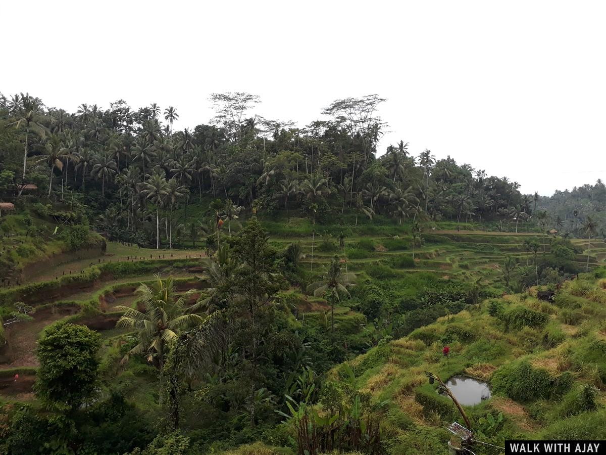 Day 3 - Early Morning Visit to Tegallalang Rice Terrace : Bali, Indonesia (Jan'19) 19