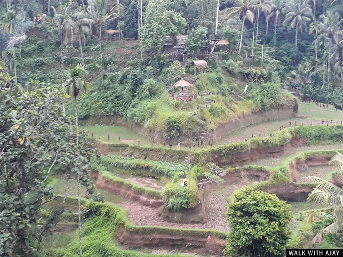 Day 3 - Early Morning Visit to Tegallalang Rice Terrace : Bali, Indonesia (Jan'19) 18