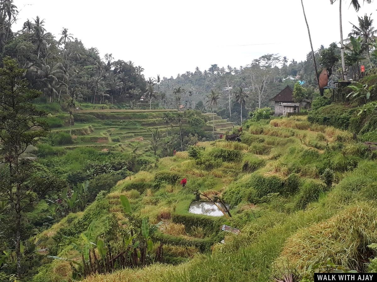 Day 3 - Early Morning Visit to Tegallalang Rice Terrace : Bali, Indonesia (Jan'19) 17