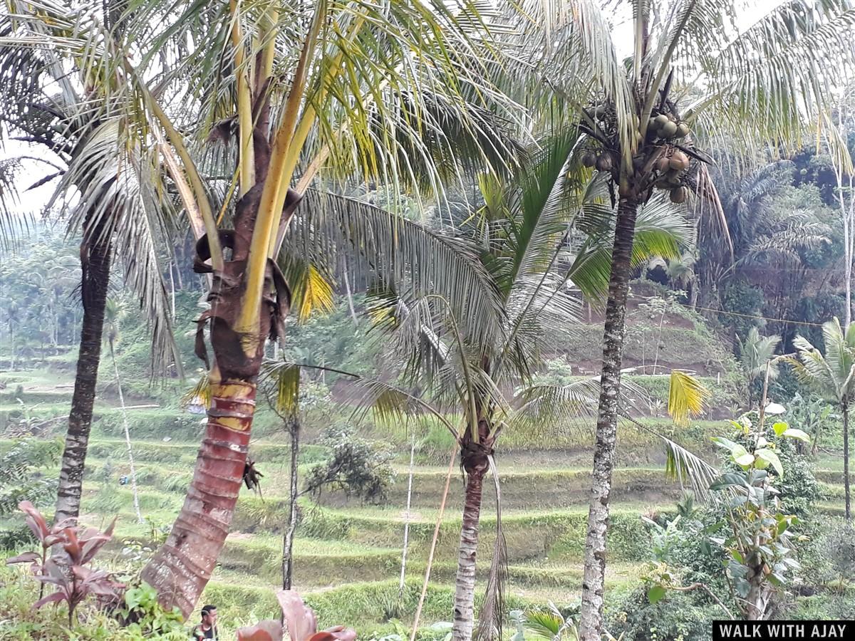 Day 3 - Early Morning Visit to Tegallalang Rice Terrace : Bali, Indonesia (Jan'19) 16