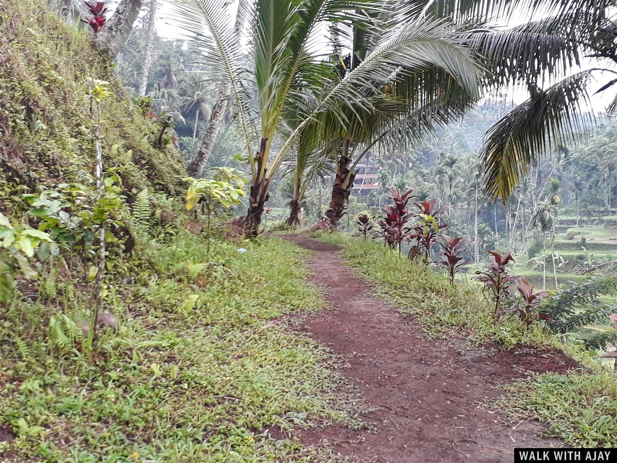 Day 3 - Early Morning Visit to Tegallalang Rice Terrace : Bali, Indonesia (Jan'19) 15