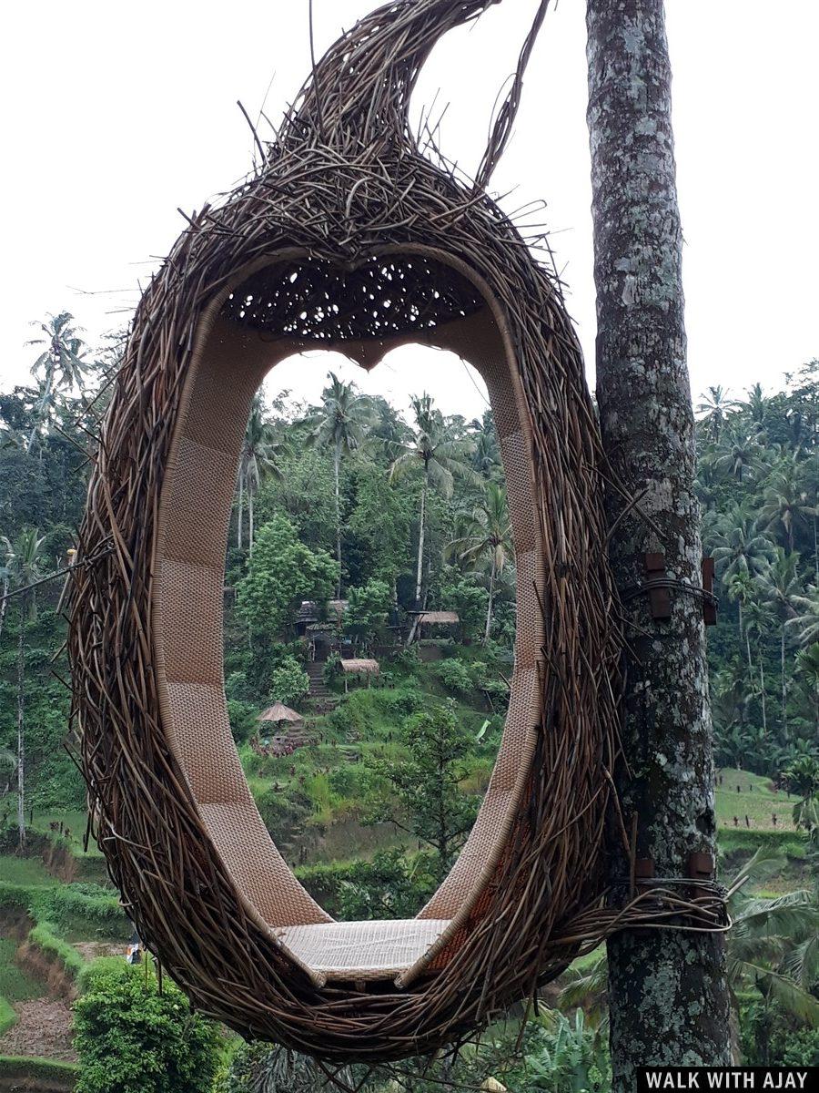Day 3 - Early Morning Visit to Tegallalang Rice Terrace : Bali, Indonesia (Jan'19) 12