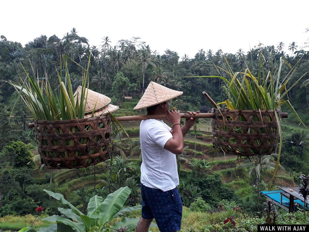 Day 3 - Early Morning Visit to Tegallalang Rice Terrace : Bali, Indonesia (Jan'19) 6