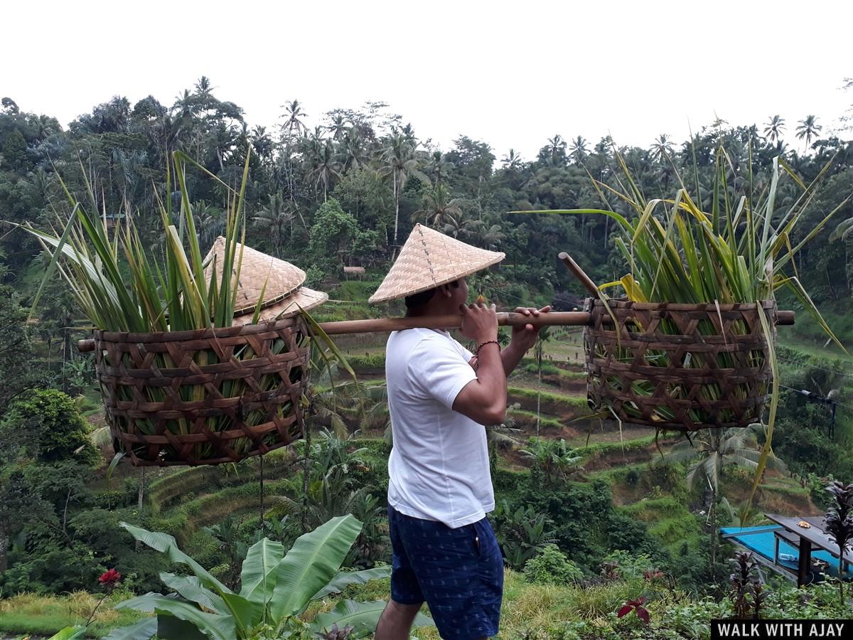 Exploring Tegallalang Rice Terrace & Ubud : Bali, Indonesia (Jan'19) - Day 3 5