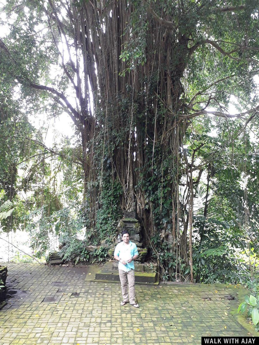 Day 3 - Early Morning Visit to Tegallalang Rice Terrace : Bali, Indonesia (Jan'19) 22