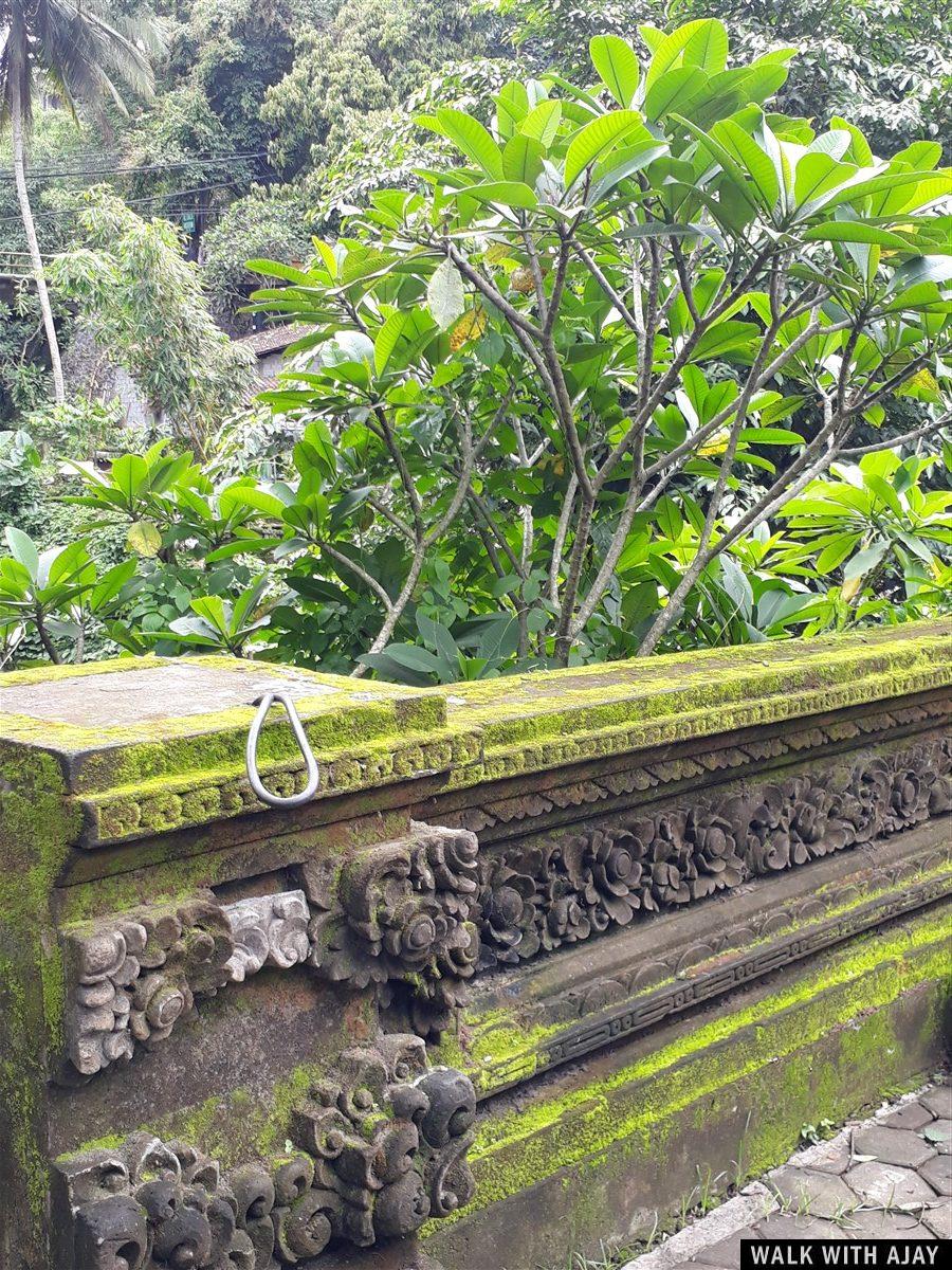 Day 3 - Early Morning Visit to Tegallalang Rice Terrace : Bali, Indonesia (Jan'19) 25