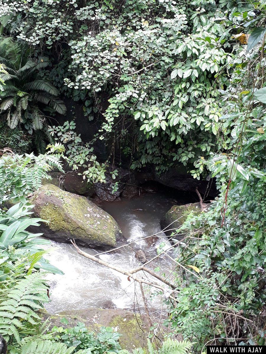 Day 3 - Early Morning Visit to Tegallalang Rice Terrace : Bali, Indonesia (Jan'19) 24