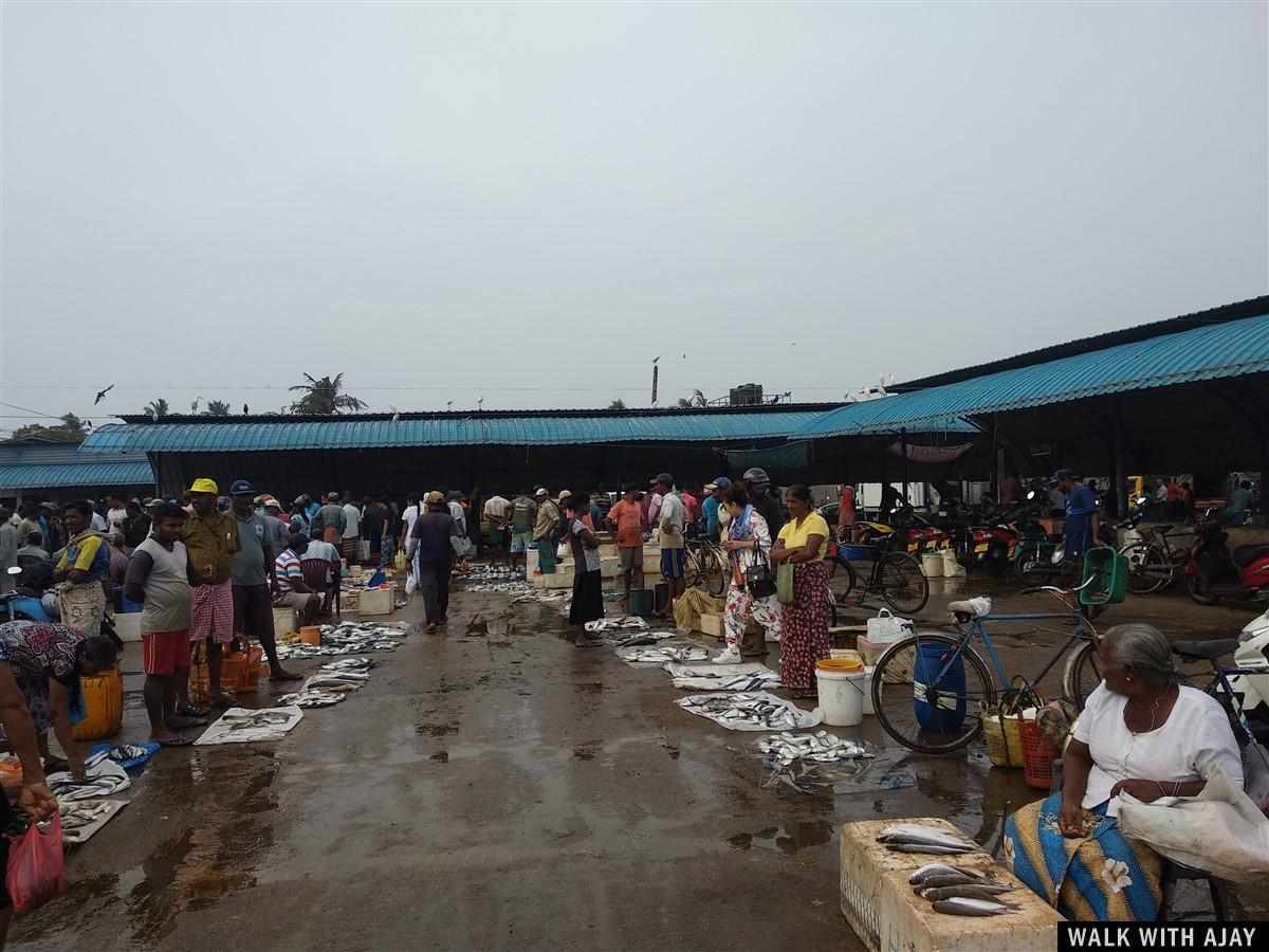 Day 3 - Visited Negombo Fish Market : Sri Lanka (Dec’18) 18
