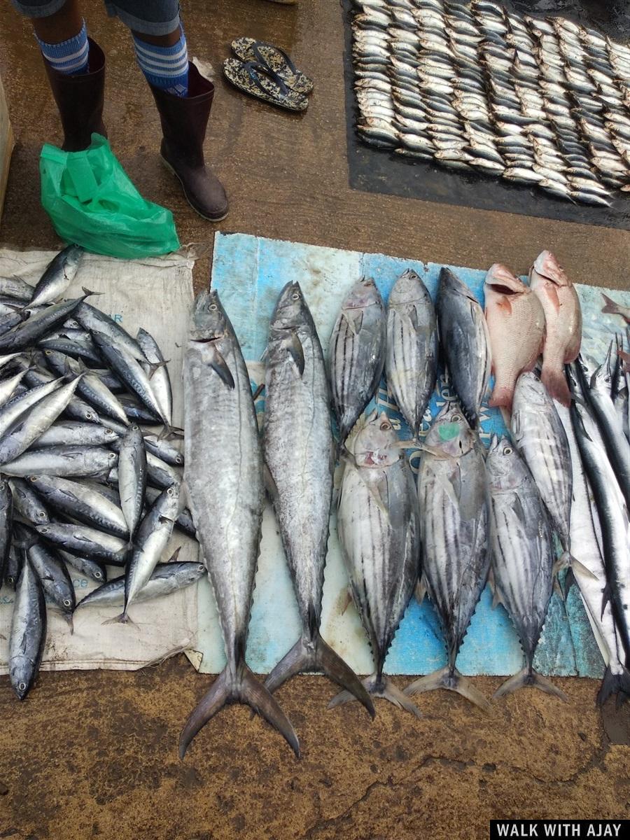 Day 3 - Visited Negombo Fish Market : Sri Lanka (Dec’18) 13