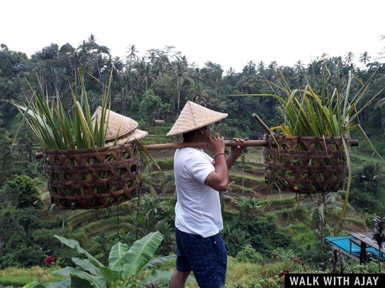 Day 3 – Early Morning Visit to Tegallalang Rice Terrace : Bali, Indonesia (Jan’19)