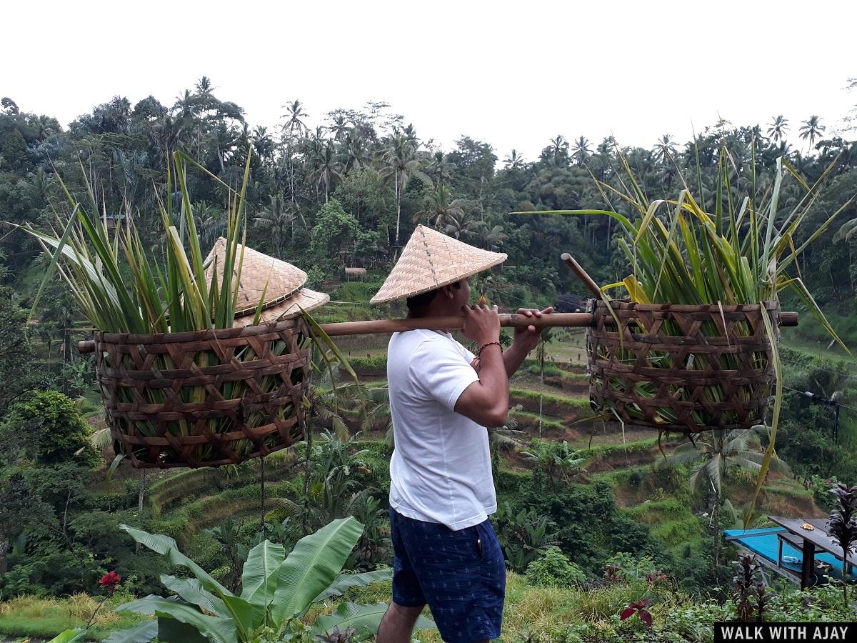 Day 3 - Early Morning Visit to Tegallalang Rice Terrace : Bali, Indonesia (Jan'19) 2