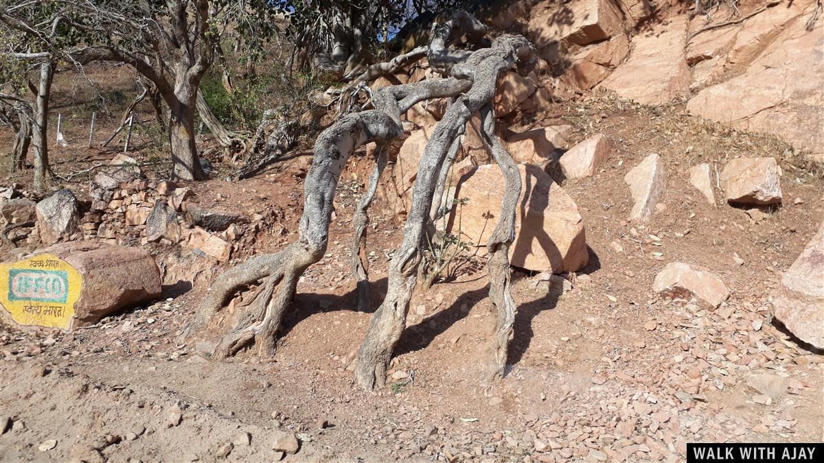 Driving from Mount Abu to Kumbhalgarh Fort and old tree