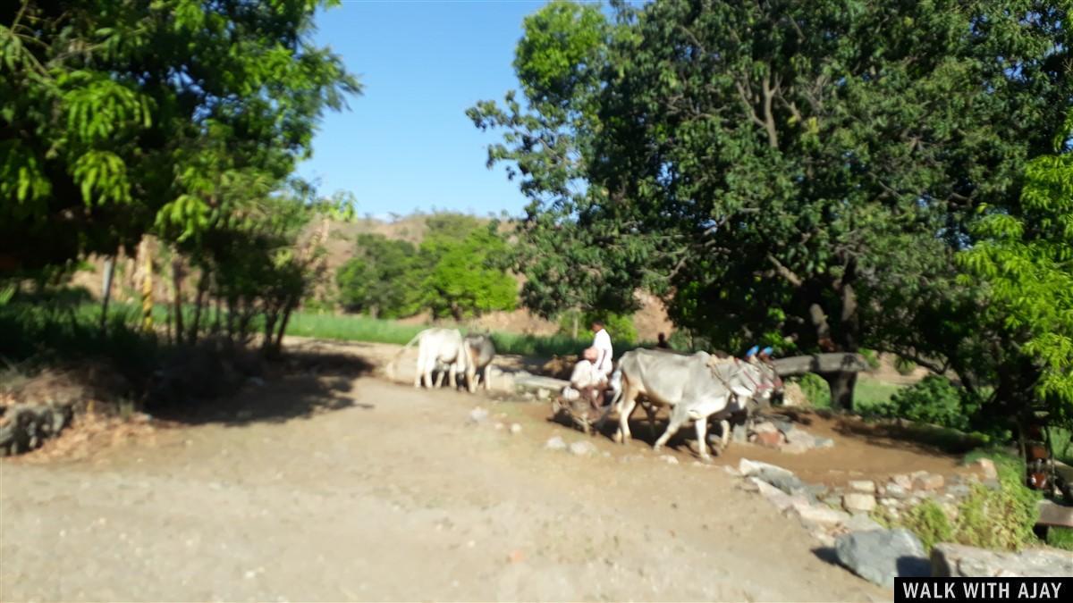 Day 8 - Remembering the History at Kumbhalgarh Fort : India (Apr’19) 48 Driving from Mount Abu to Kumbhalgarh Fort and local peoples