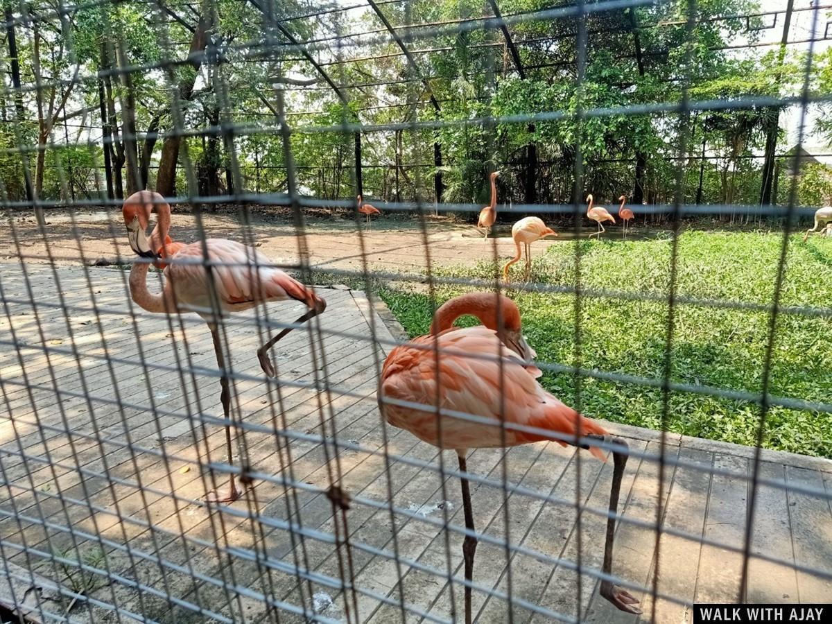 Our Full Day Trip To Safari World After Covid : Bangkok, Thailand (Feb’21) 9