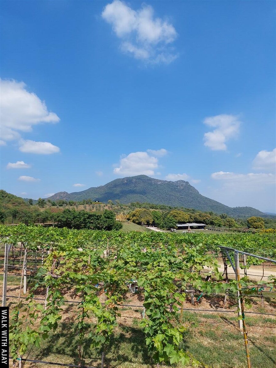 Lunch At Monsoon Valley Vineyard : Hua Hin, Thailand (Jan’22) – Day 3 5