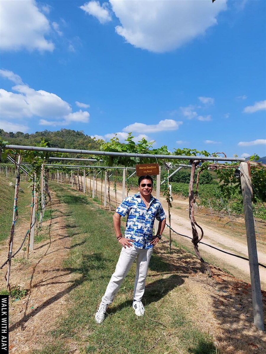 Lunch At Monsoon Valley Vineyard : Hua Hin, Thailand (Jan’22) – Day 3 8