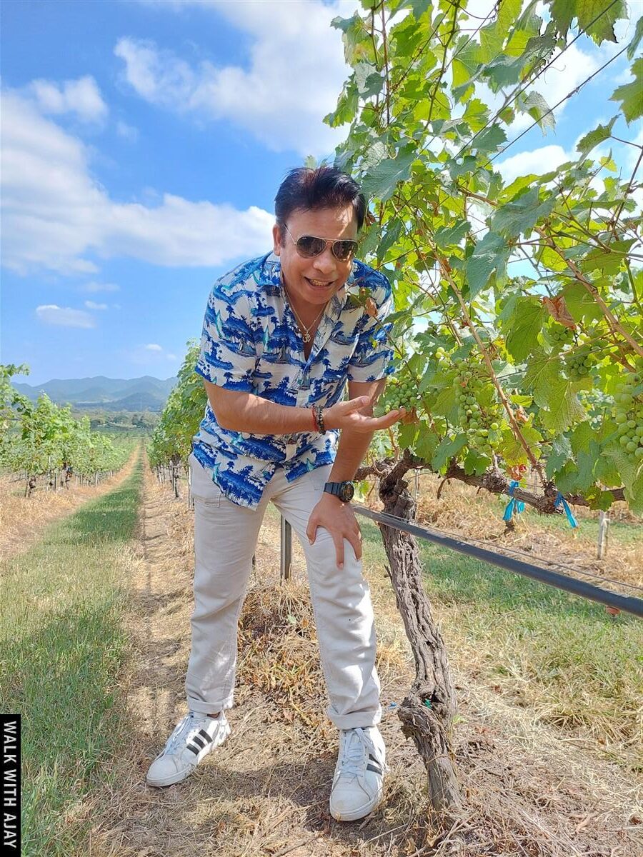 Lunch At Monsoon Valley Vineyard : Hua Hin, Thailand (Jan’22) – Day 3 12