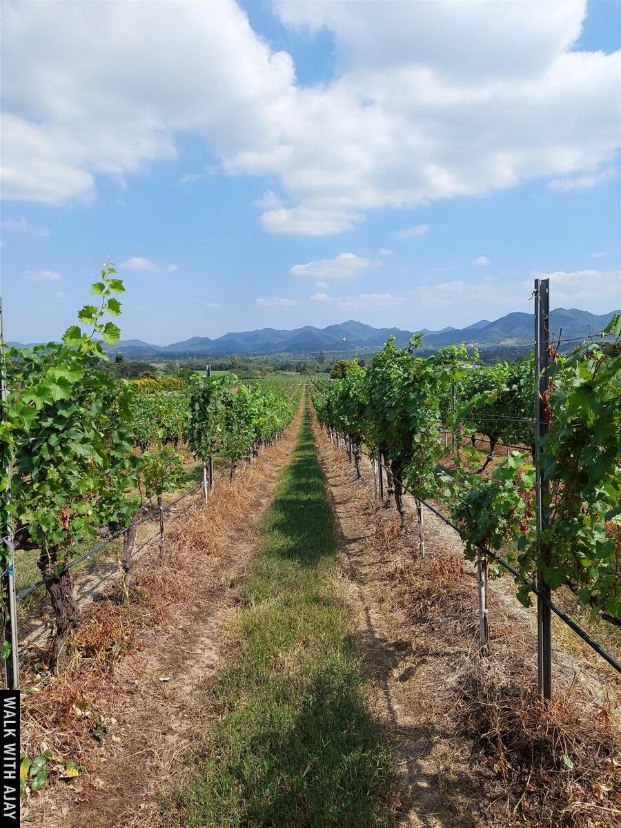 Lunch At Monsoon Valley Vineyard : Hua Hin, Thailand (Jan’22) – Day 3 13