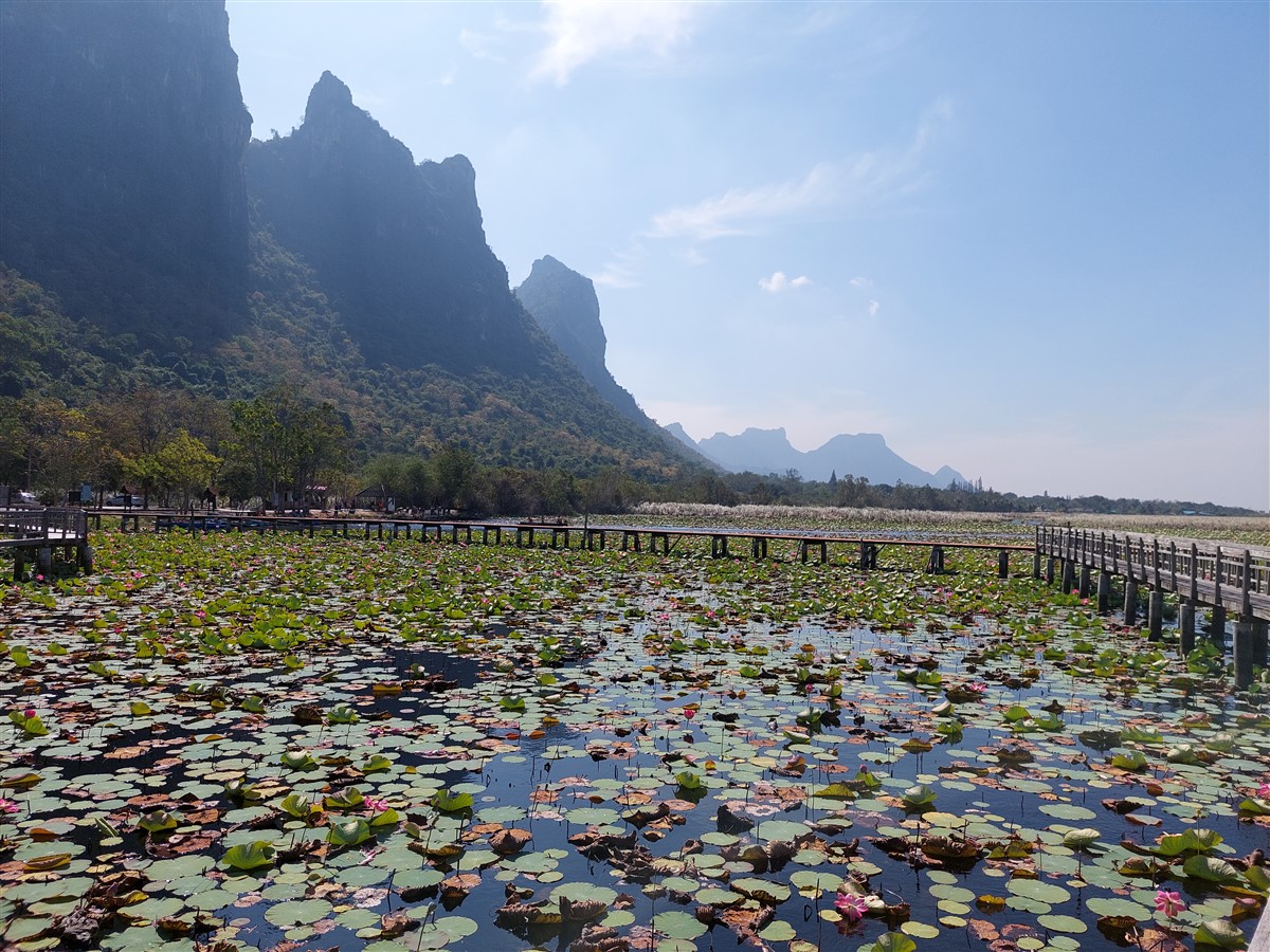 Day 3 - Our Morning Trip To Bueng Bua Nature Observation Center : Sam Roi Yot, Thailand (Jan’23) 5